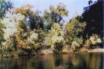 On Ox Bow
        Lake
